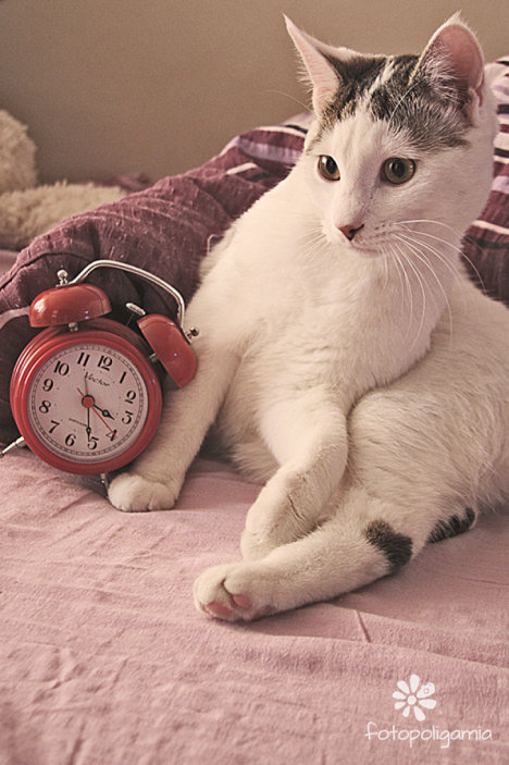 Picture of a cat / kitten / feline