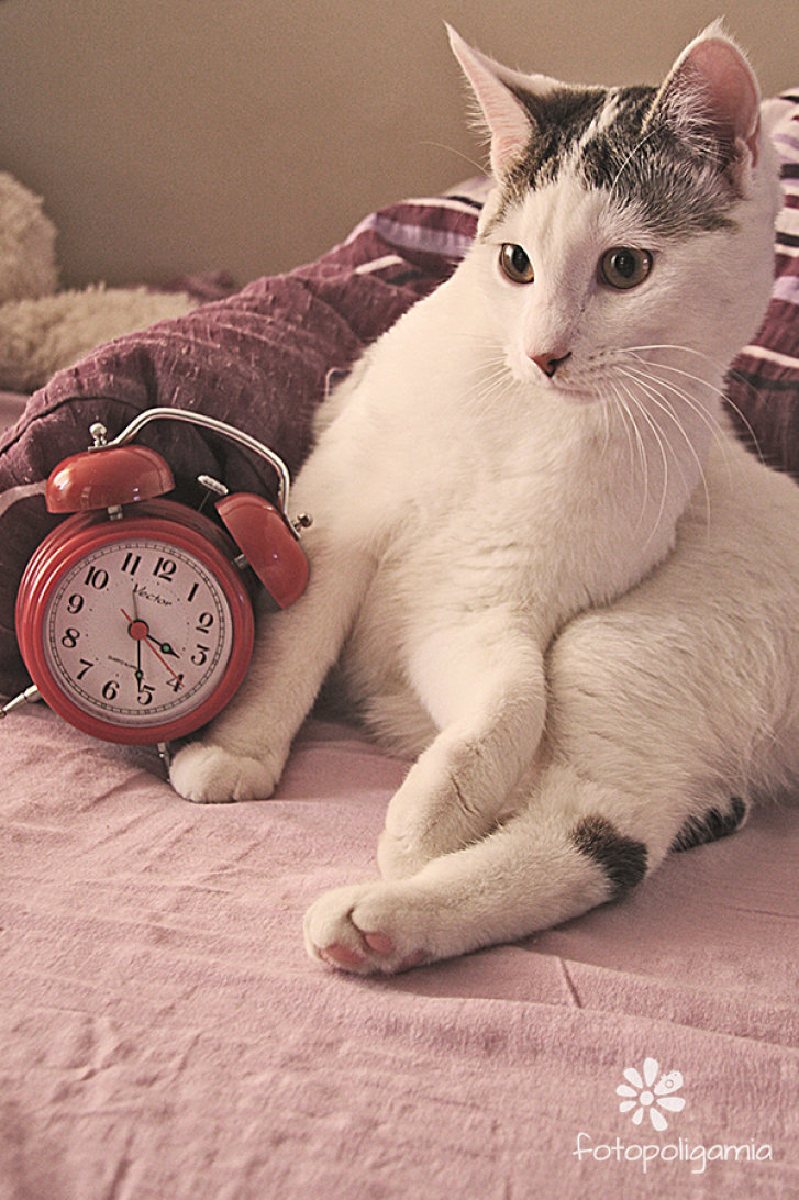 Picture of a cat / kitten / feline