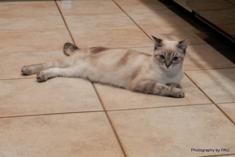 Picture of a cat / kitten / feline