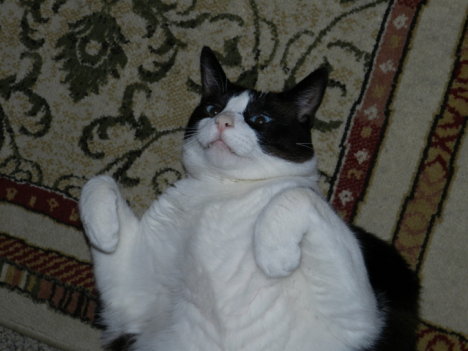 Picture of a cat / kitten / feline