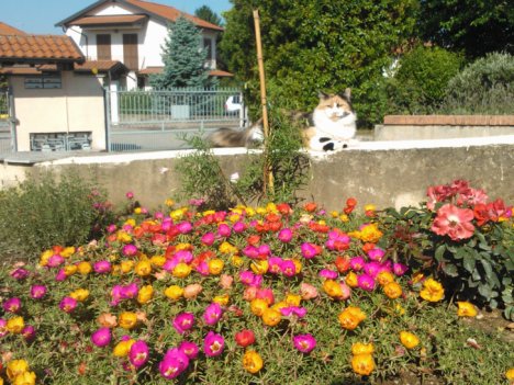 Picture of a cat / kitten / feline