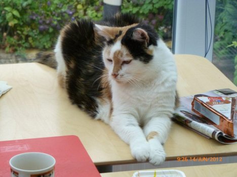 Picture of a cat / kitten / feline