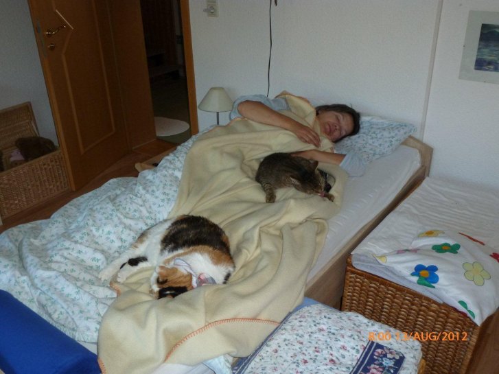 Picture of a cat / kitten / feline