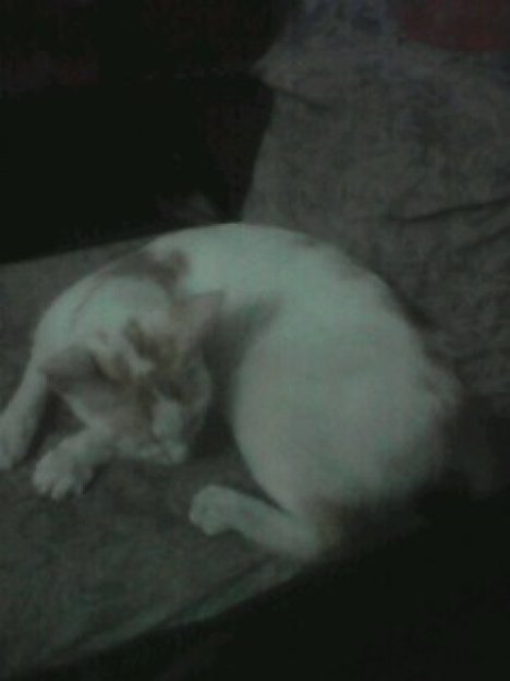 Picture of a cat / kitten / feline