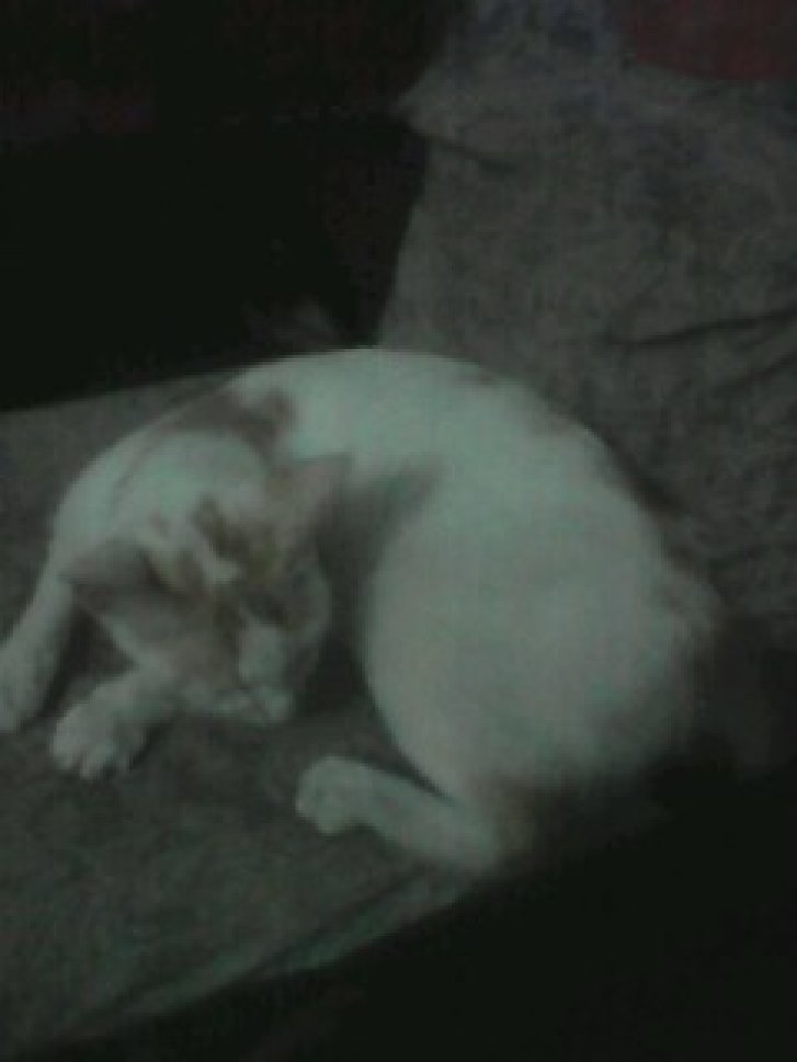 Picture of a cat / kitten / feline