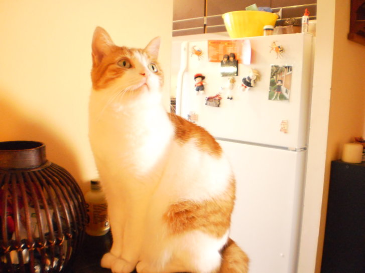 Picture of a cat / kitten / feline