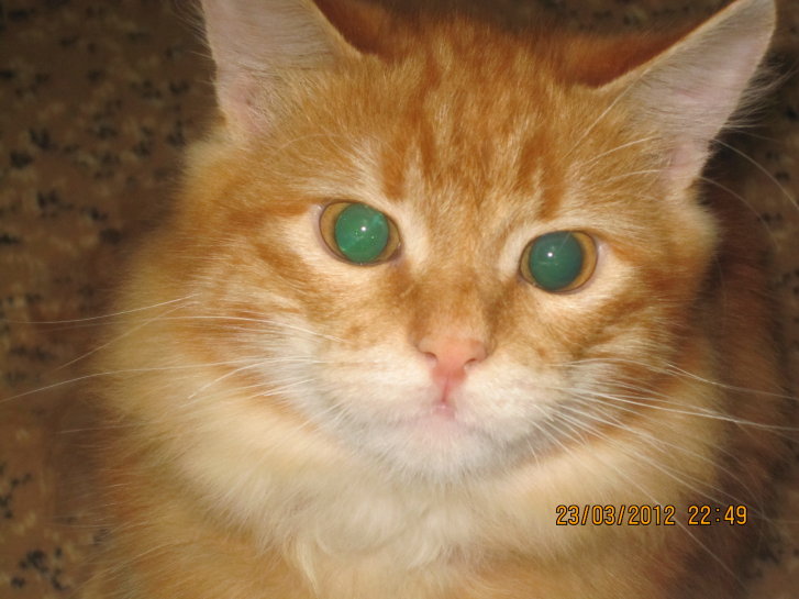 Picture of a cat / kitten / feline