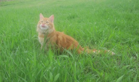 Picture of a cat / kitten / feline