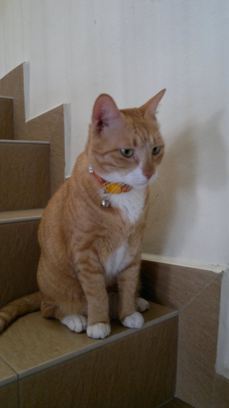 Picture of a cat / kitten / feline