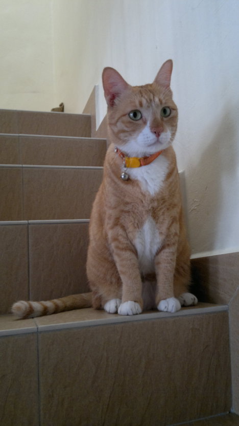 Picture of a cat / kitten / feline