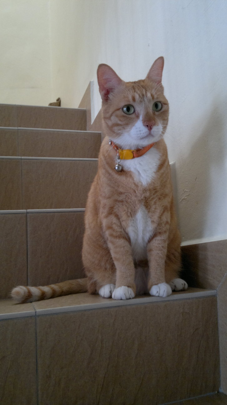 Picture of a cat / kitten / feline