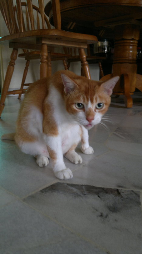 Picture of a cat / kitten / feline