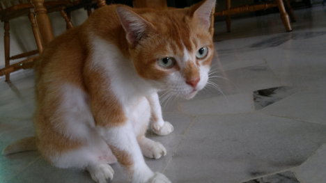 Picture of a cat / kitten / feline