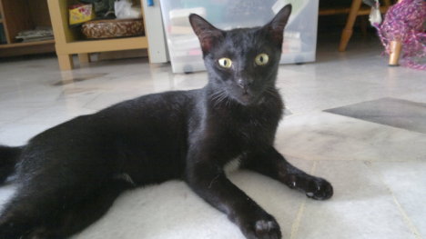 Picture of a cat / kitten / feline