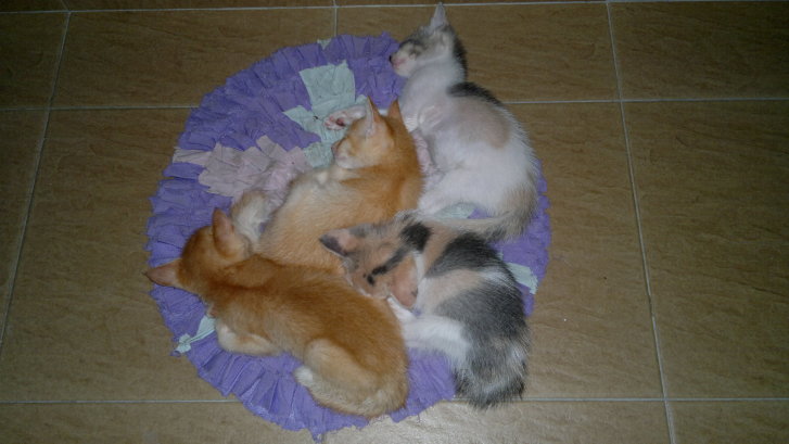 Picture of a cat / kitten / feline