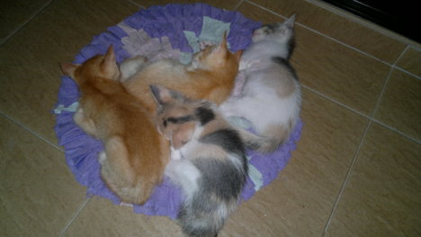 Picture of a cat / kitten / feline