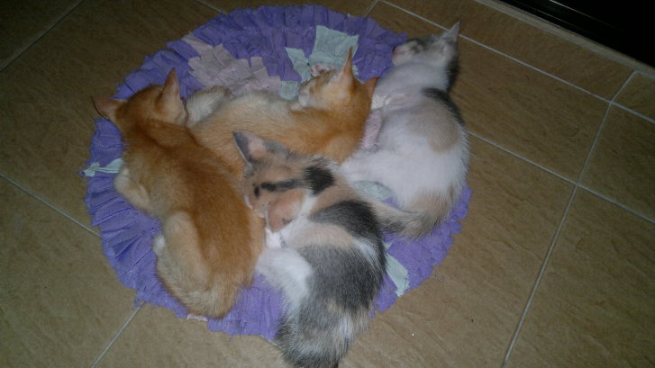 Picture of a cat / kitten / feline