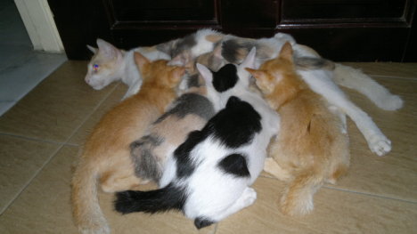 Picture of a cat / kitten / feline