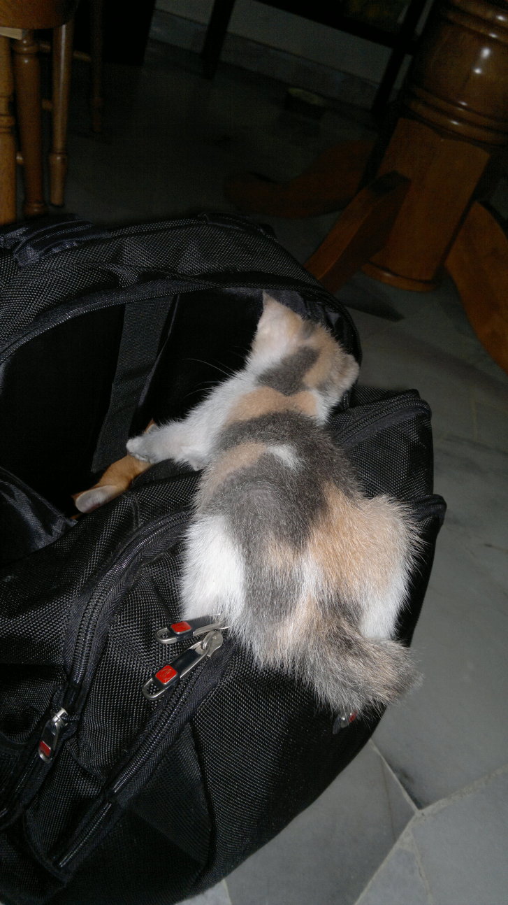 Picture of a cat / kitten / feline