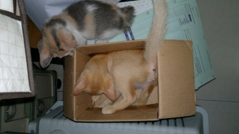 Picture of a cat / kitten / feline