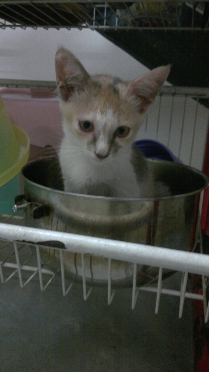 Picture of a cat / kitten / feline