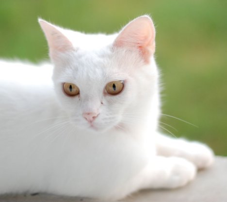 Picture of a cat / kitten / feline