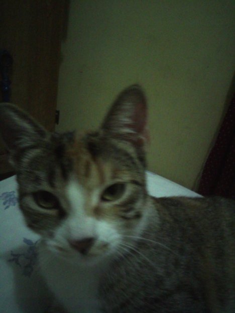 Picture of a cat / kitten / feline