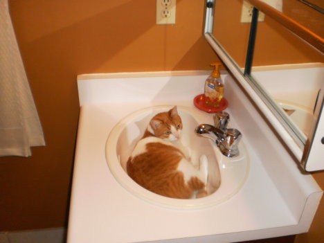 Picture of a cat / kitten / feline