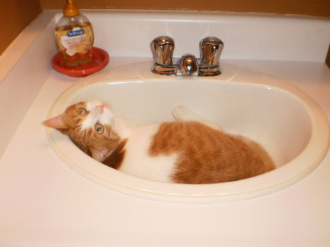 Picture of a cat / kitten / feline