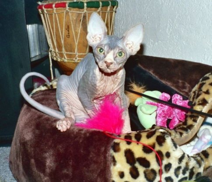 Picture of a cat / kitten / feline