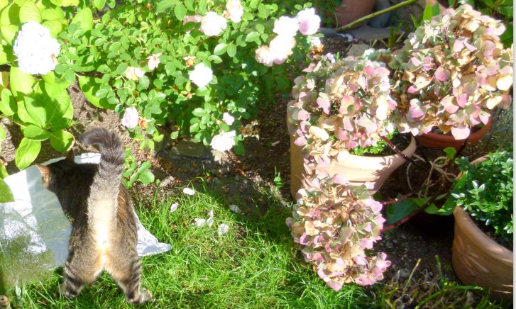 Picture of a cat / kitten / feline