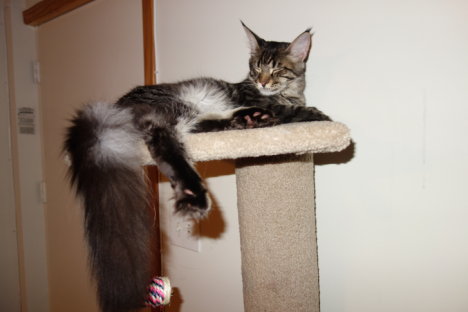 Picture of a cat / kitten / feline