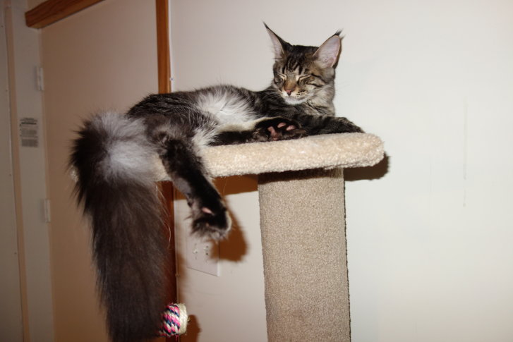 Picture of a cat / kitten / feline