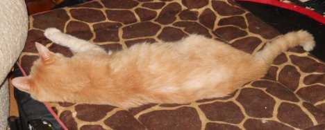 Picture of a cat / kitten / feline