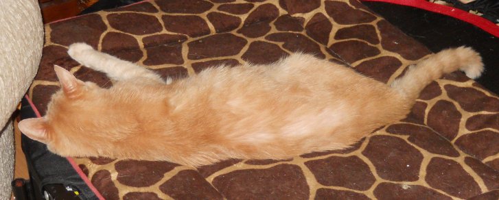 Picture of a cat / kitten / feline