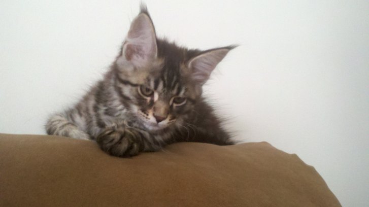 Picture of a cat / kitten / feline