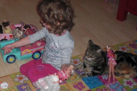 Picture of a cat / kitten / feline