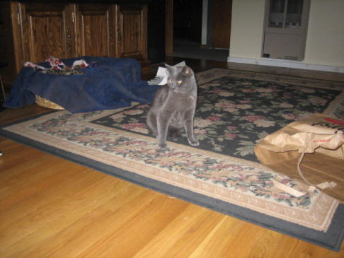 Picture of a cat / kitten / feline