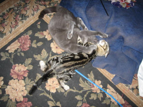 Picture of a cat / kitten / feline