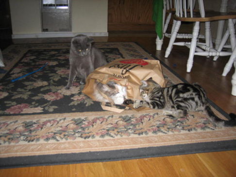 Picture of a cat / kitten / feline