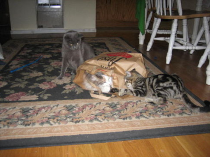 Picture of a cat / kitten / feline