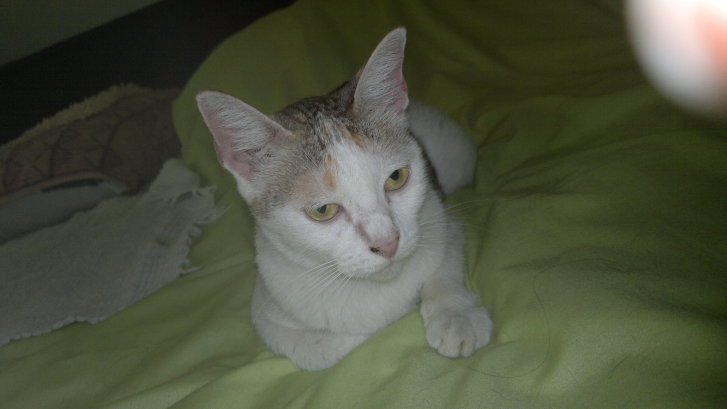 Picture of a cat / kitten / feline