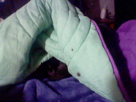 Picture of a cat / kitten / feline