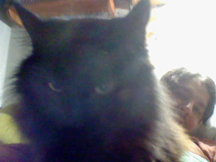 Picture of a cat / kitten / feline