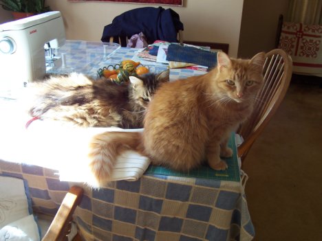 Picture of a cat / kitten / feline