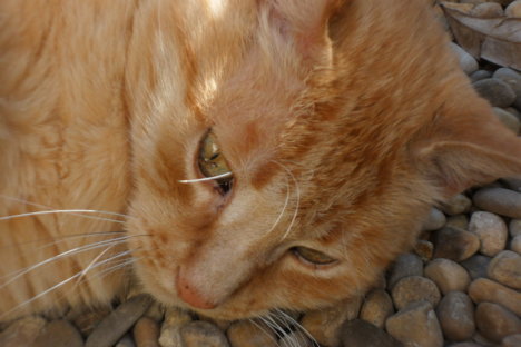 Picture of a cat / kitten / feline