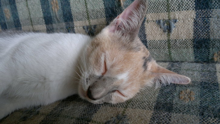 Picture of a cat / kitten / feline