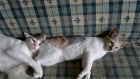 Picture of a cat / kitten / feline