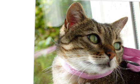 Picture of a cat / kitten / feline