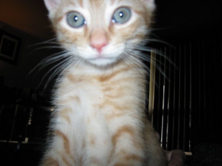 Picture of a cat / kitten / feline